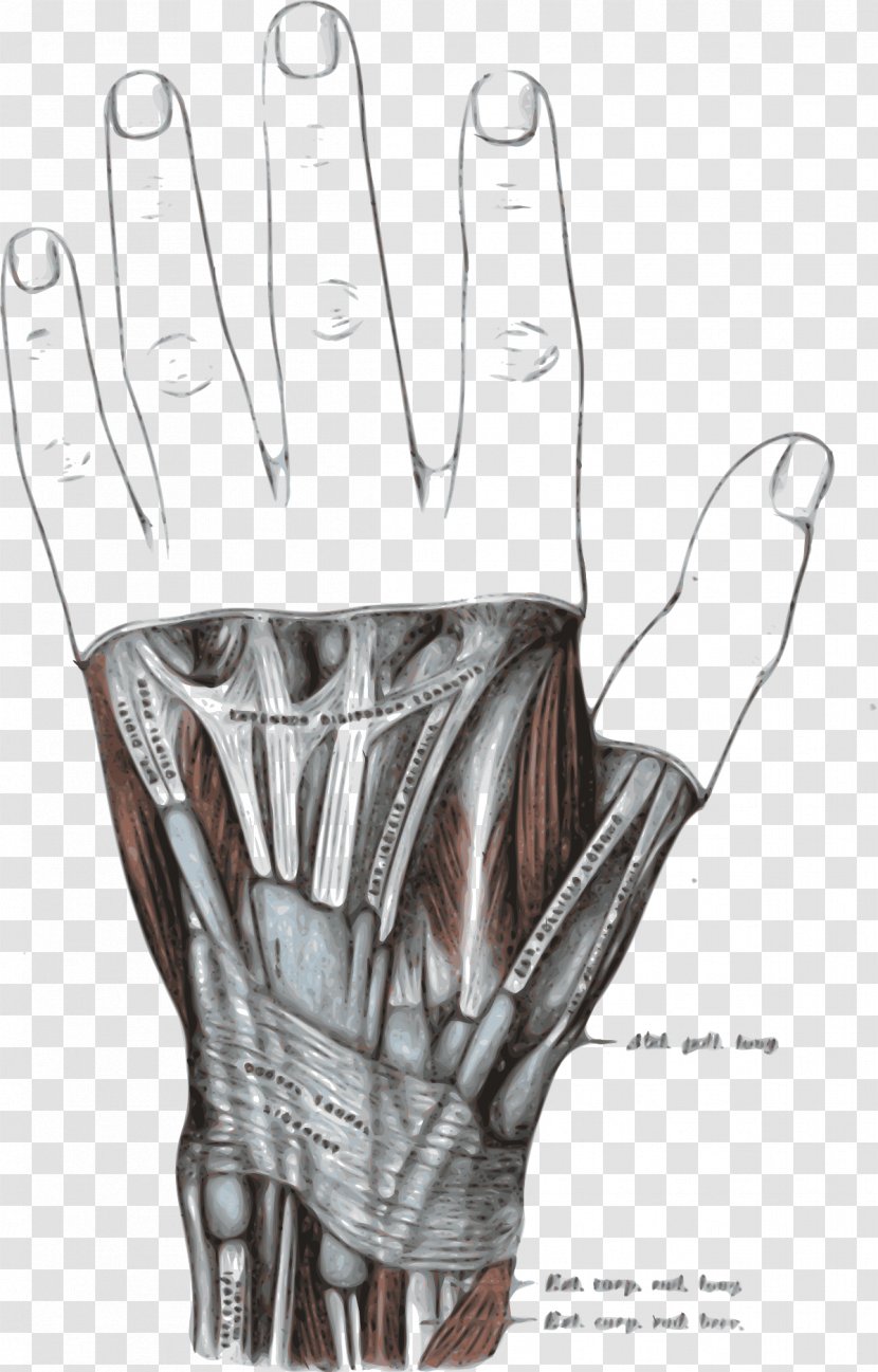 Extensor Retinaculum Of The Hand Digitorum Muscle Pollicis Longus Brevis Abductor Transparent PNG