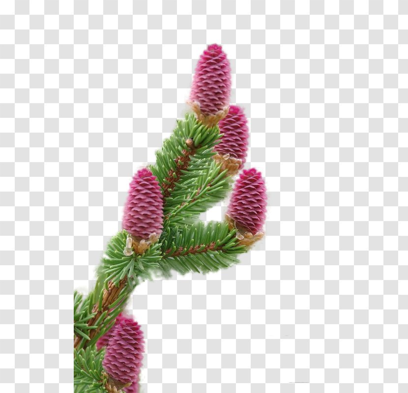 Fir Spruce Christmas Ornament Close-up - Pine Family Transparent PNG