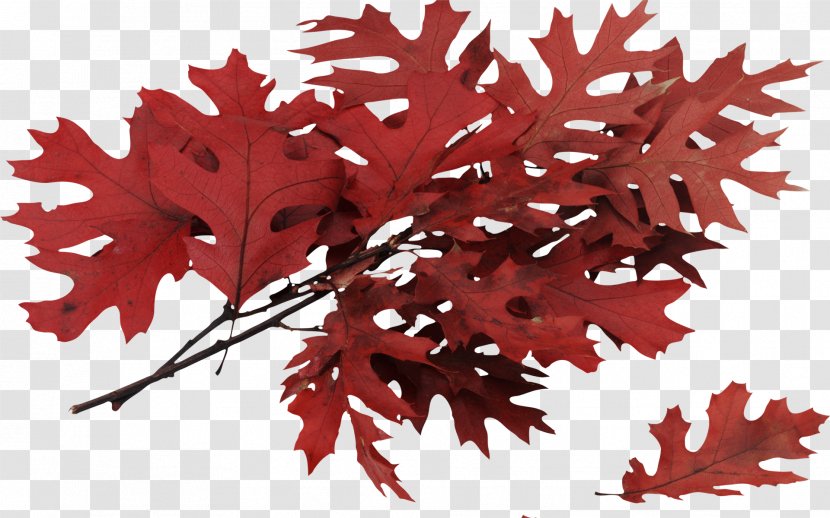 Autumn Leaves Leaf Tree Northern Red Oak - Maple Transparent PNG