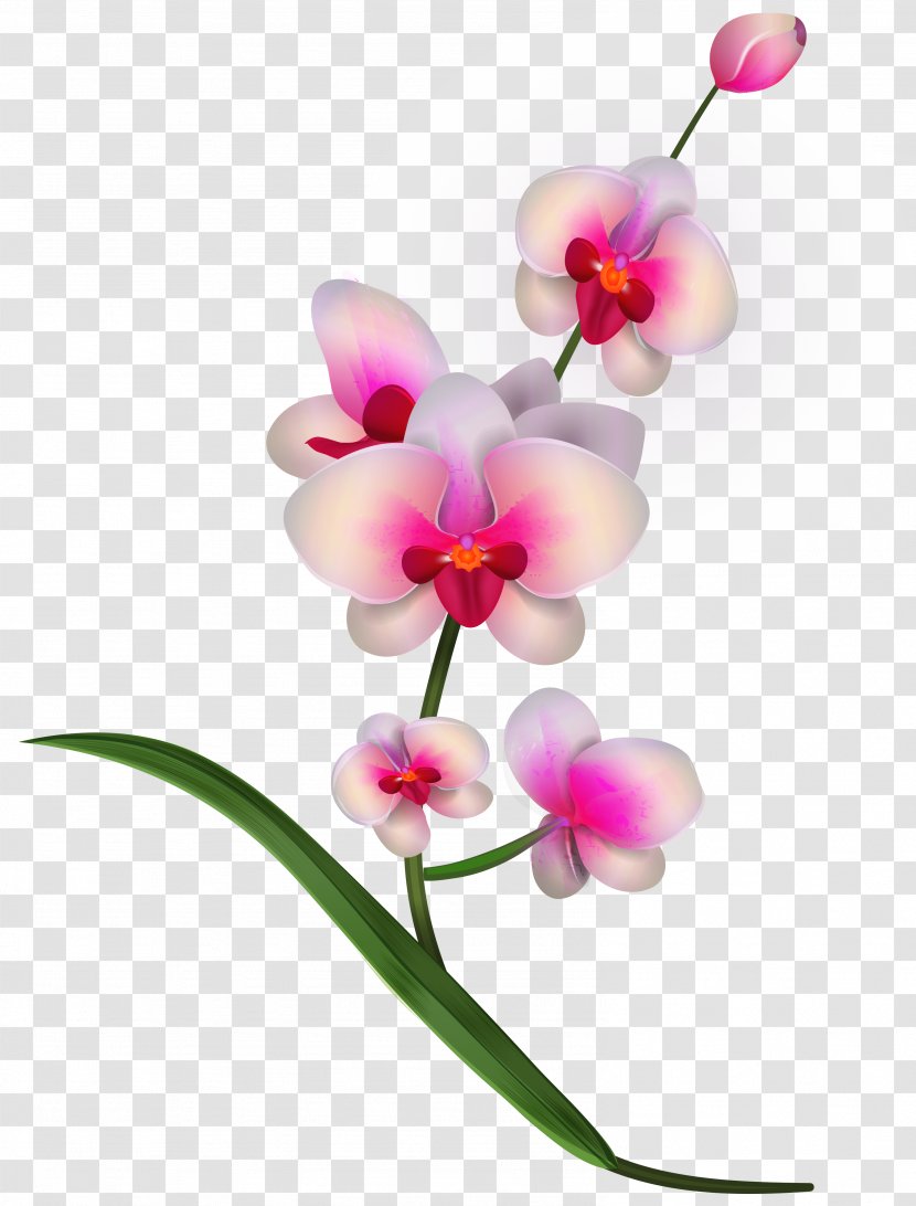 Lady's Slipper Orchids Flower Clip Art - Royalty Free - Orchid Clipart PNG Image Transparent PNG