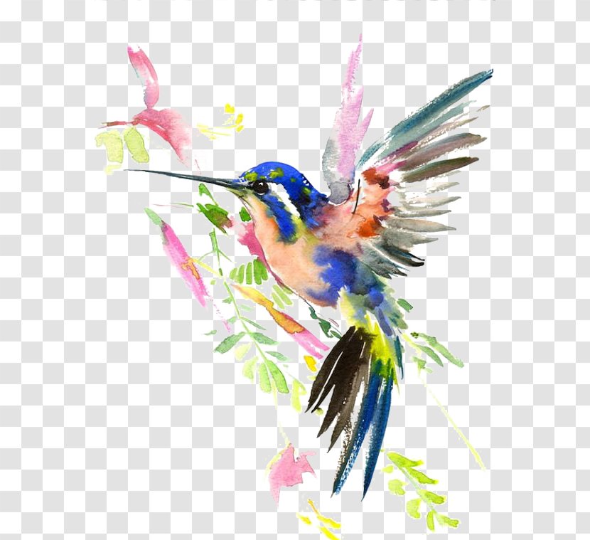 Hummingbird Watercolor Painting Drawing - Printmaking Transparent PNG