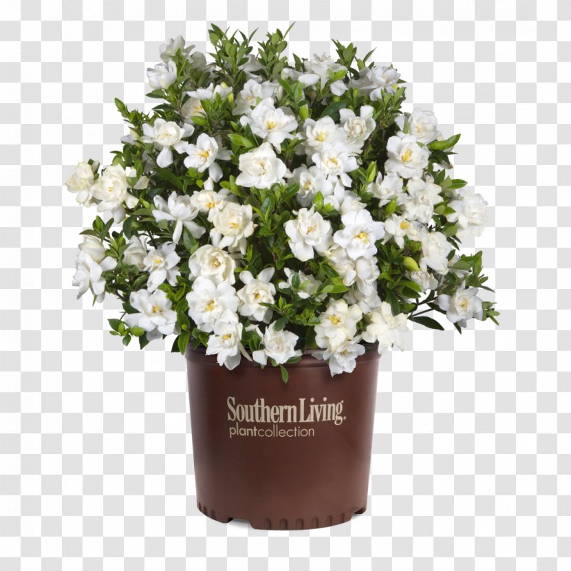 Cape Jasmine Shrub Flower Evergreen Garden - Artificial - National Jubilation Transparent PNG