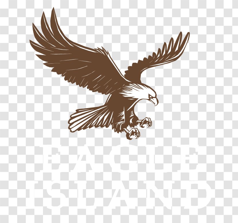 Bald Eagle Drawing - House Transparent PNG