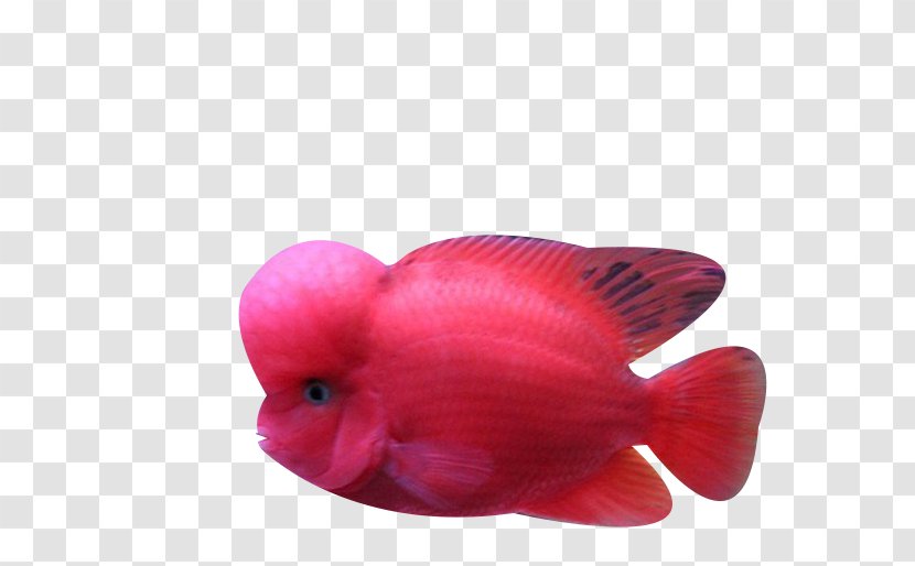Biology Fish Ocean - Red Transparent PNG
