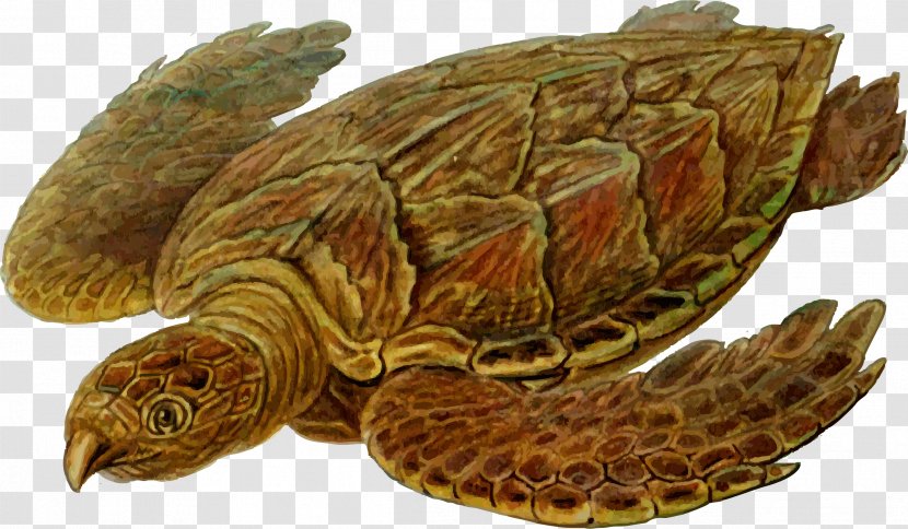 Sea Turtle Prehistory Protostega Carbonemys - Hawksbill Transparent PNG