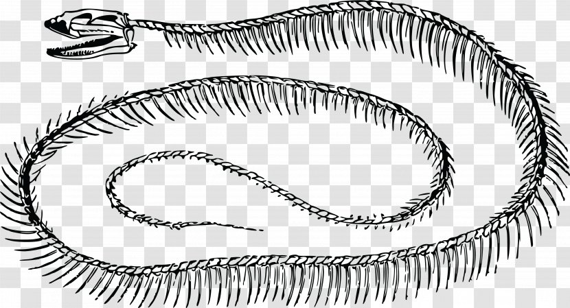Snake Skeleton Clip Art Transparent PNG