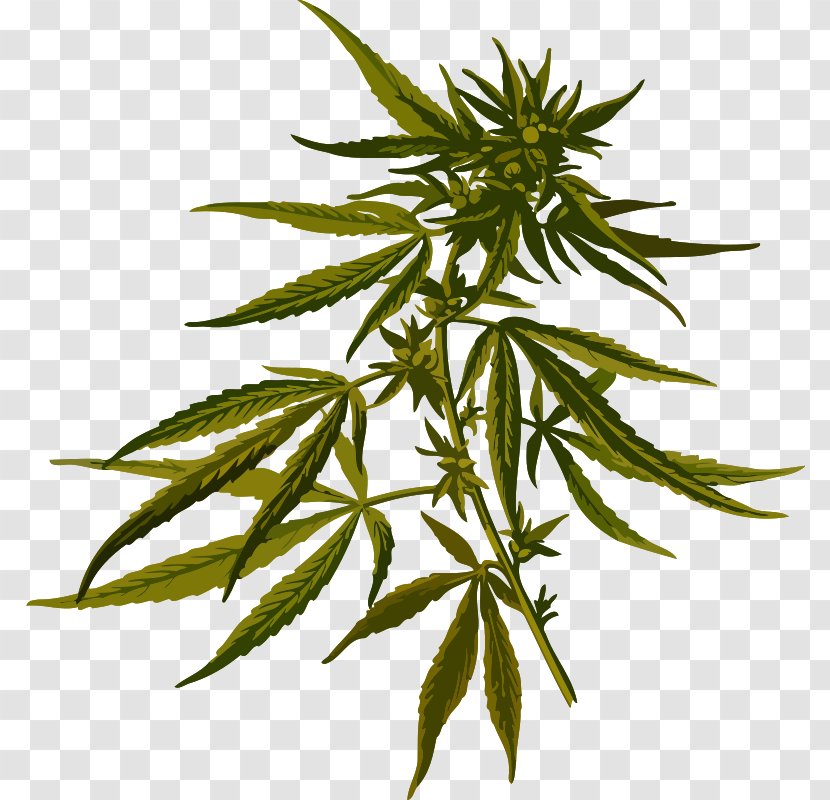 Cannabis Sativa Hemp Plant Clip Art - Marijuana Transparent PNG