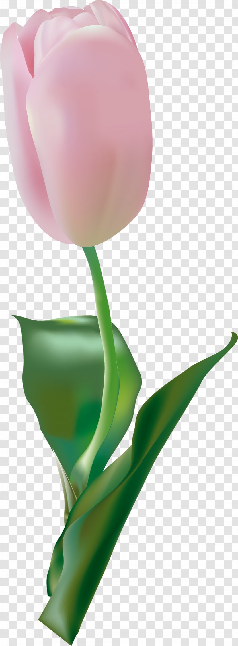 Cut Flowers Tulip Clip Art Transparent PNG