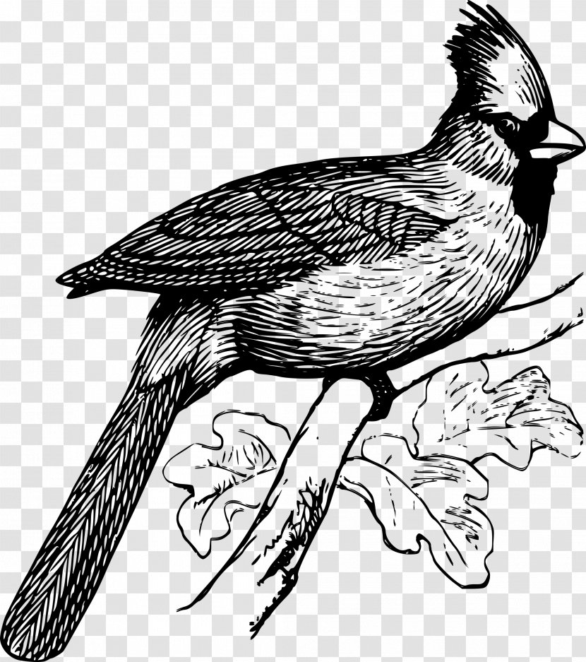 Hawk Bird Clip Art Drawing Illustration - Beak Transparent PNG