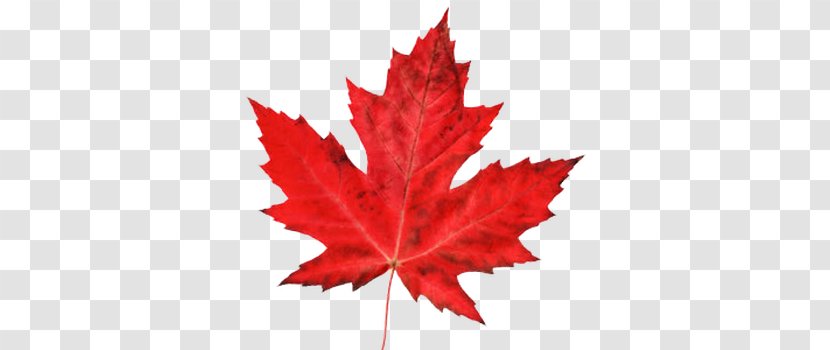 Ontario Maple Leaf Organization Logo - Photography - Flag Of Canada Transparent PNG