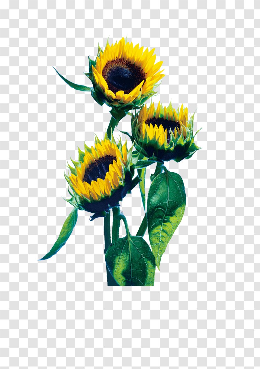 Red Common Sunflower Photography Transparent PNG