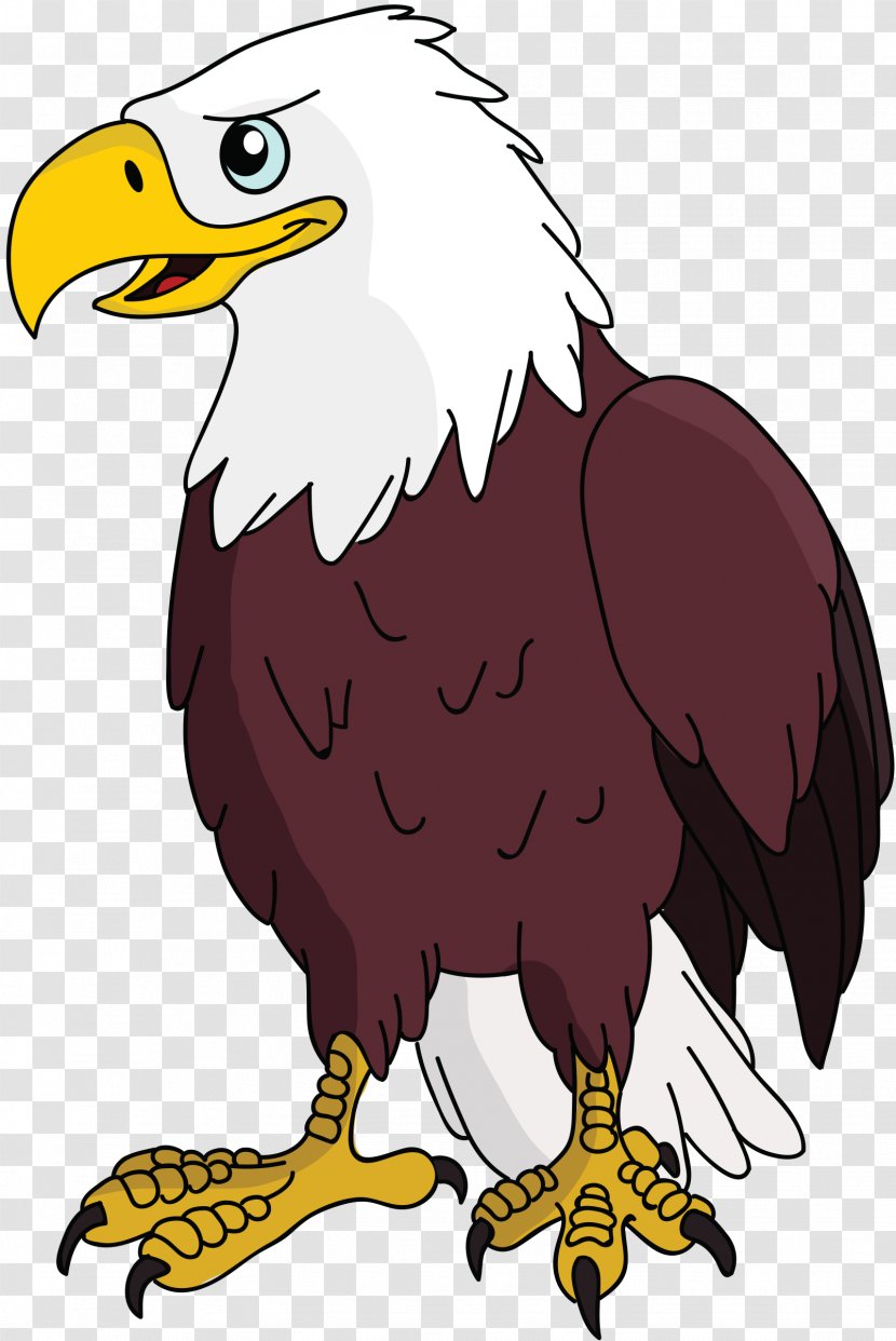 Bald Eagle Vulture Clip Art - Bird Transparent PNG