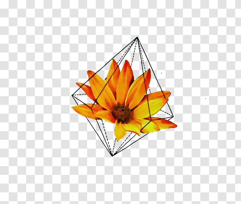 Bird Of Paradise - Petal - Lily Family Glass Transparent PNG