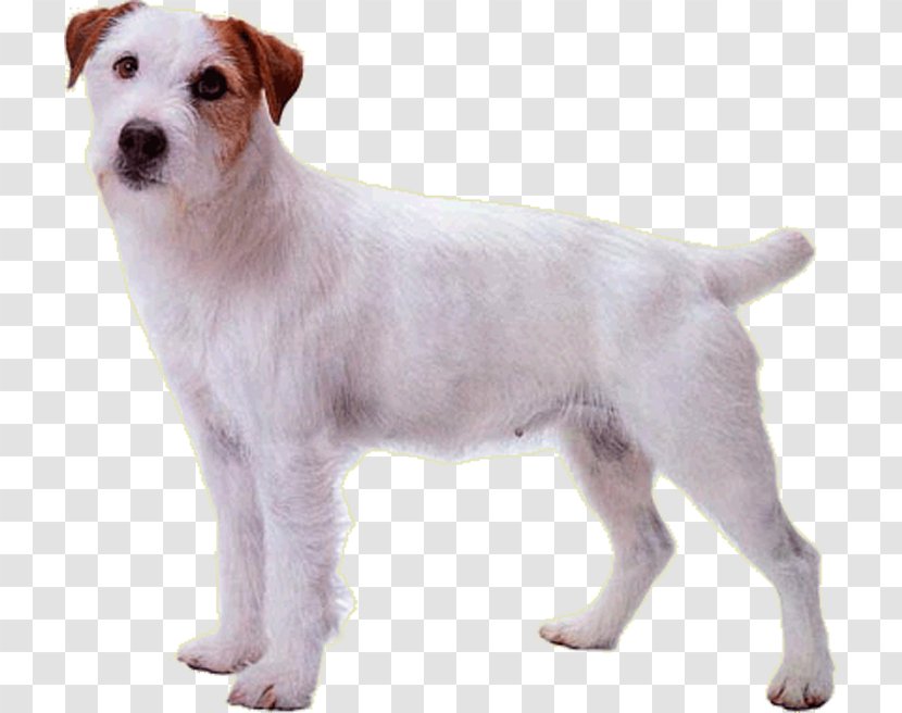 Jack Russell Terrier Parson Dog Breed Rare (dog) Puppy Transparent PNG