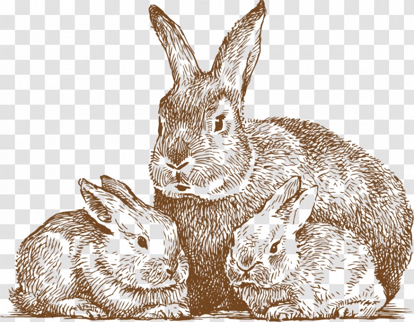 Rabbit Drawing Line Art Photography - Hand Drawn Cute Transparent PNG