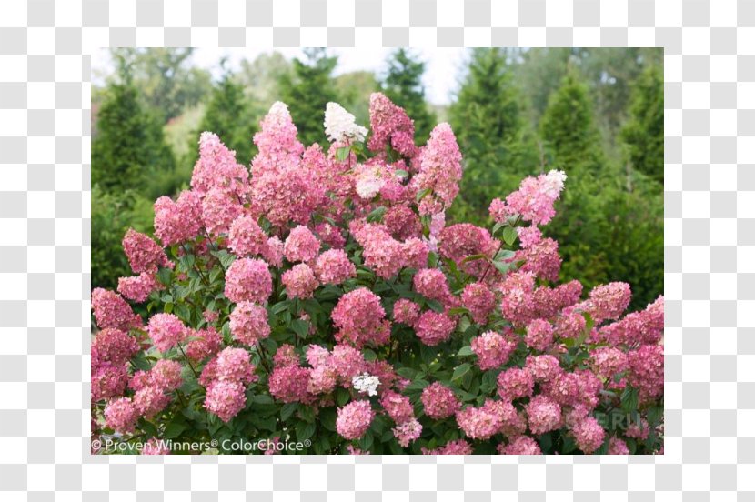 Panicled Hydrangea Light Shrub Plant Arborescens - Color Transparent PNG