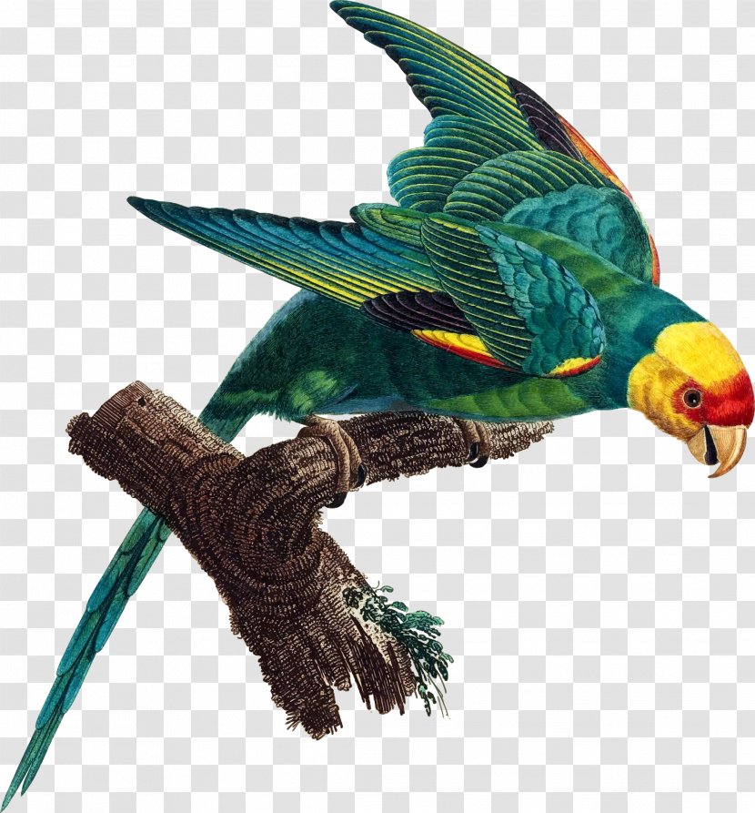 Parrot Carolina Parakeet Bird Extinction - Wing - Decoration Transparent PNG