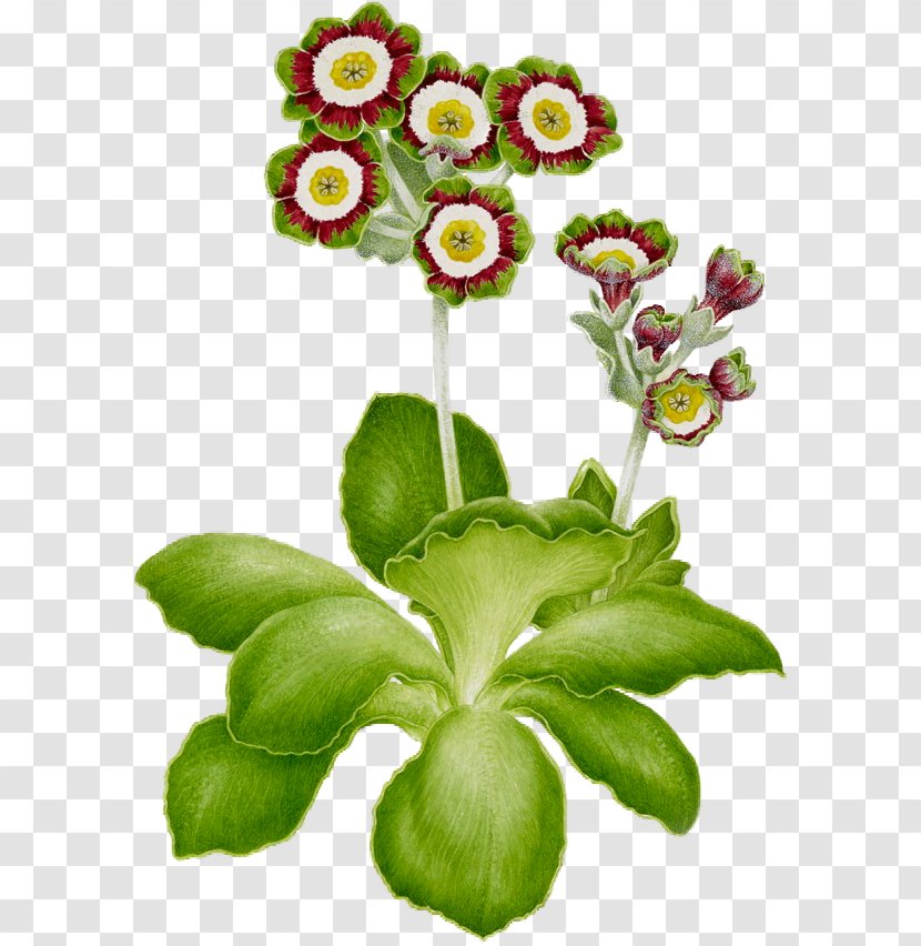 Cut Flowers Primrose Clip Art Floral Design - Anemone - Flower Transparent PNG
