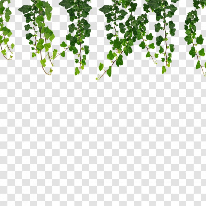 Simple Green Fresh Drawing Leaves Leaf Plant Green Plant Elements PNG  Images | AI Free Download - Pikbest