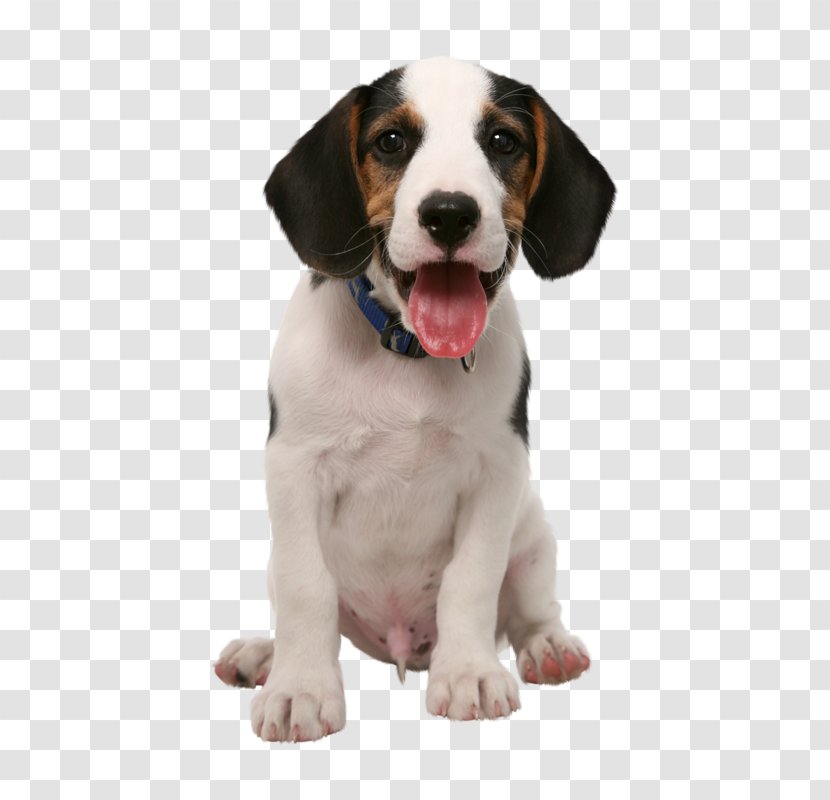 Dog Food - Companion - Puppy Love Treeing Walker Coonhound Transparent PNG