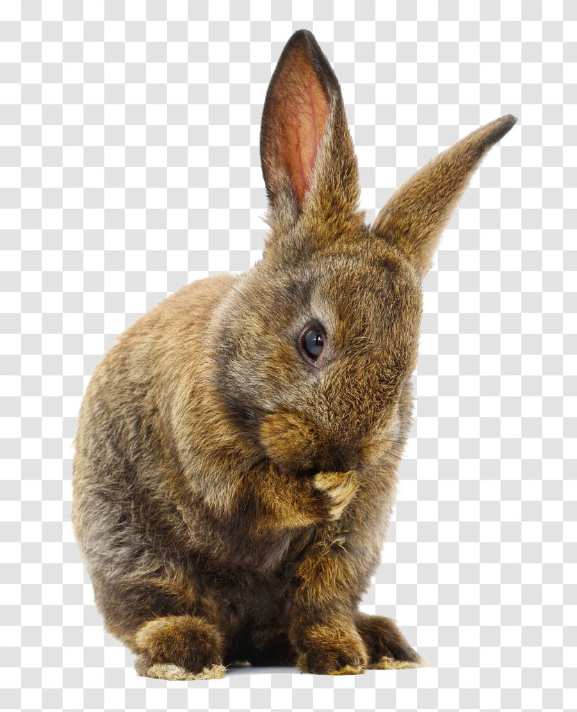 Domestic Rabbit Cuy Hare - Mountain Bunny Transparent PNG