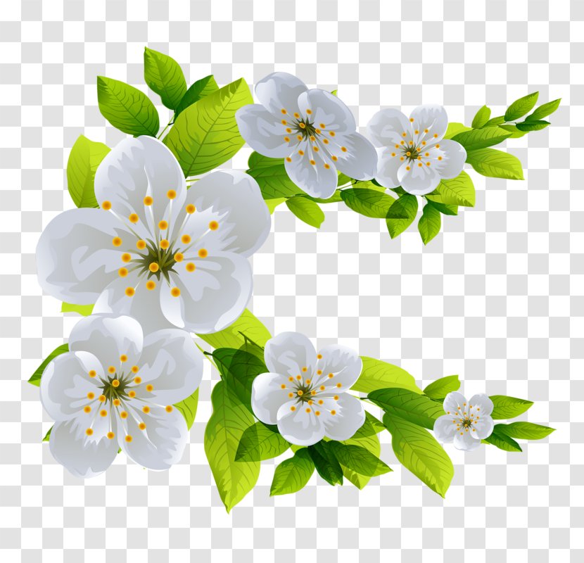Download Clip Art - Flowering Plant - White Pear Transparent PNG