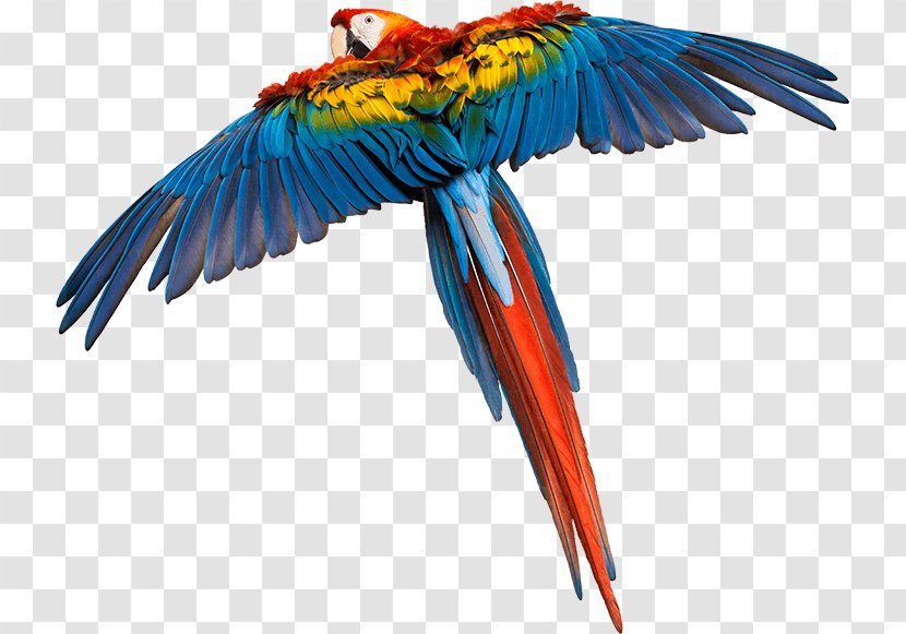 Feather - Bird - Animal Figure Quetzal Transparent PNG