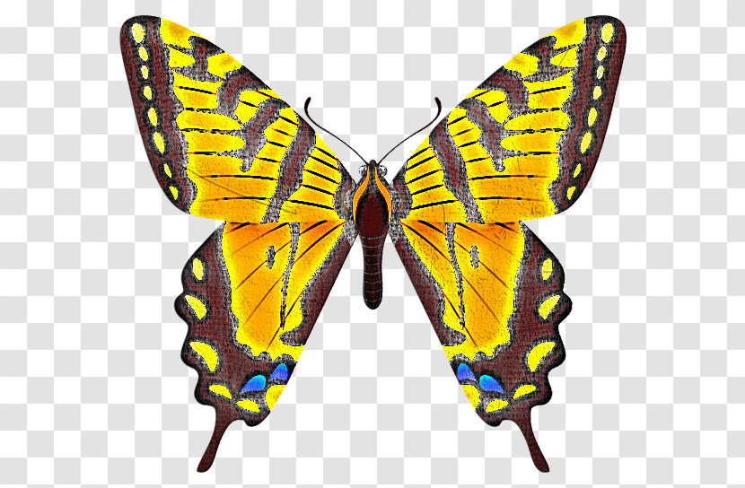 Moths And Butterflies Butterfly Cynthia (subgenus) Insect Papilio Machaon Transparent PNG
