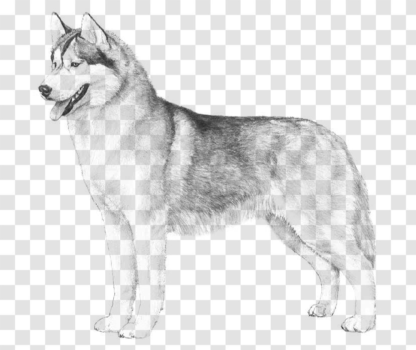 The Siberian Husky Boxer Puppy - Dog Like Mammal Transparent PNG
