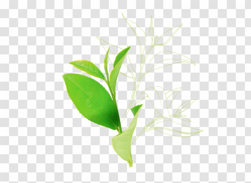 Tea Plant Leaf Seed Oil Stem Herb - Flavonoid Transparent PNG
