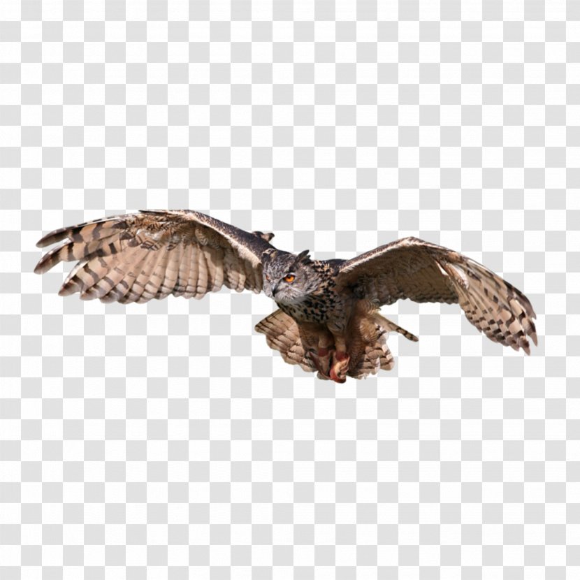 Bird Snowy Owl Eurasian Eagle-owl Great Horned Tawny - Buzzard Transparent PNG