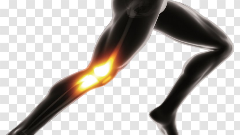 Knee - Muscle - Stretch Bodybuilding Back Transparent PNG