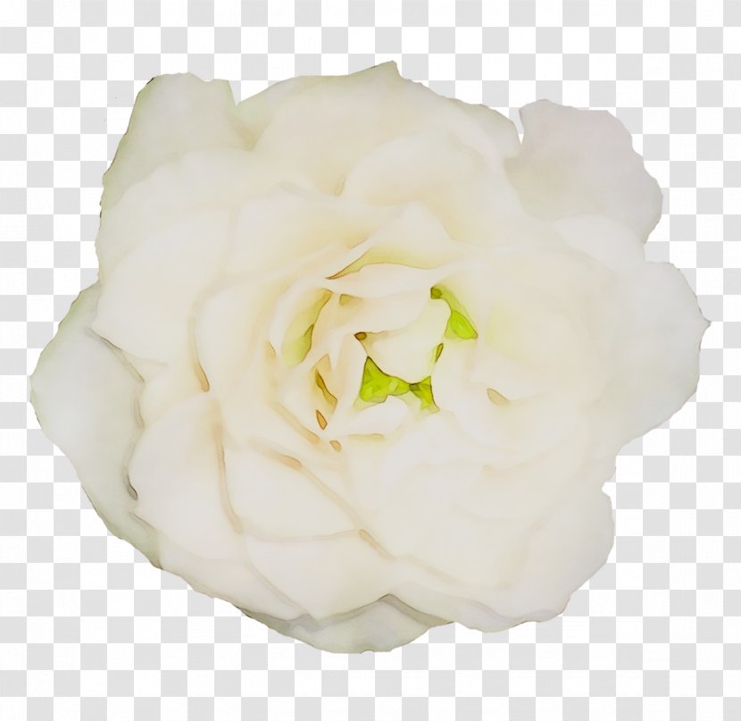 Garden Roses Cabbage Rose Floribunda Gardenia Cut Flowers - Pink - Peony Transparent PNG