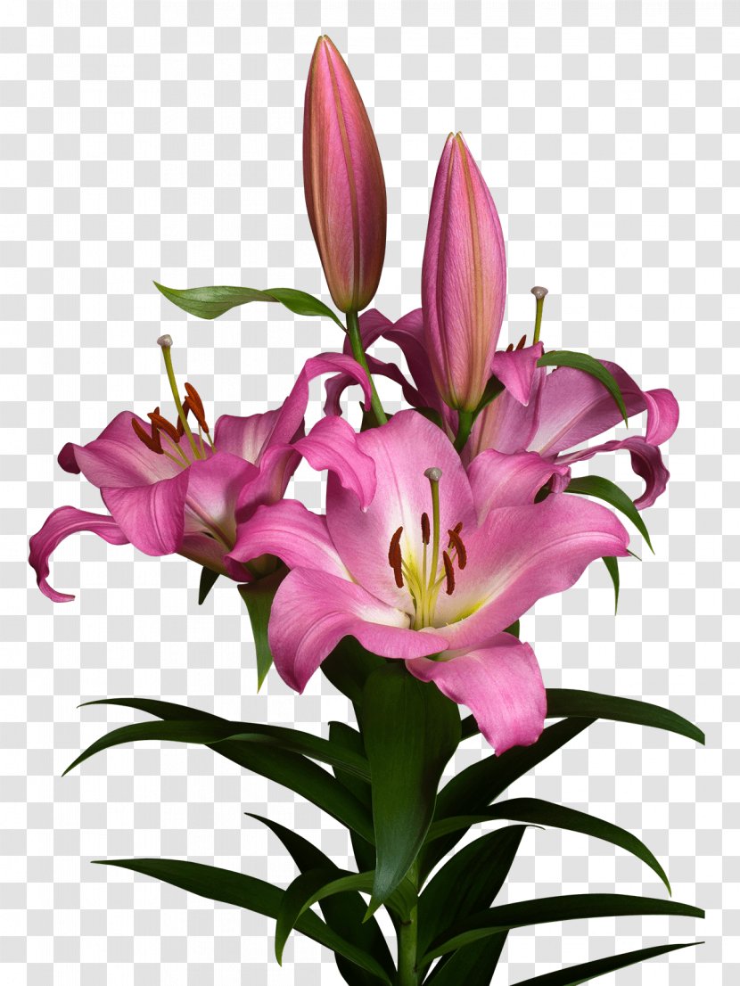Lilium Cut Flowers Floral Design アソート - Magenta - Royal Van Zanten Transparent PNG