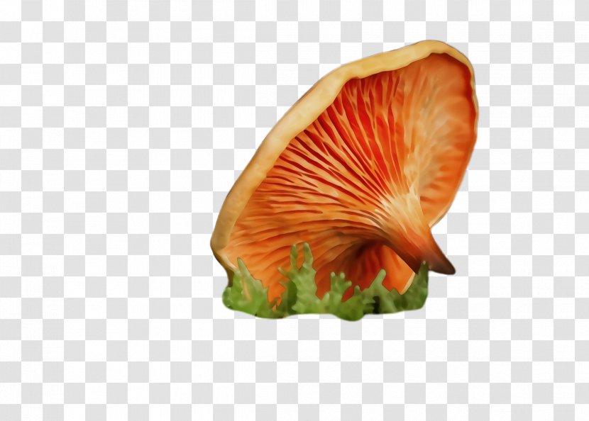 Orange - Watercolor - Petal Mushroom Transparent PNG