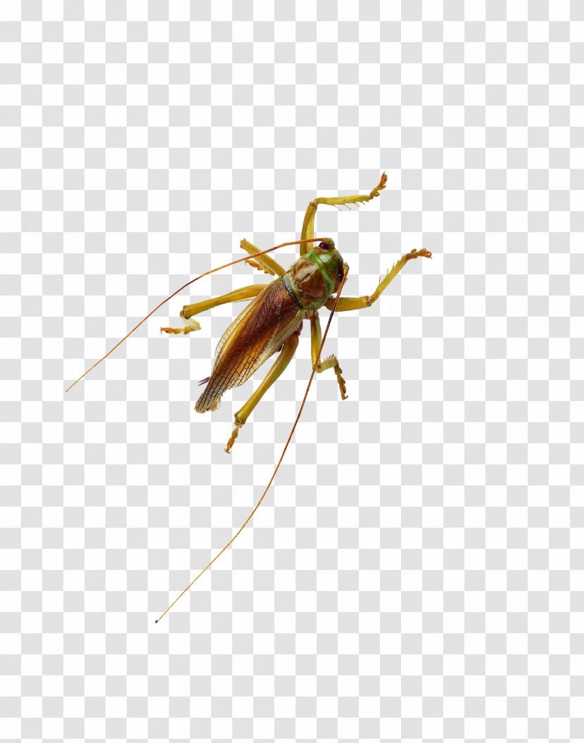 Beetle Cockroach Cricket Locust - Caelifera Transparent PNG