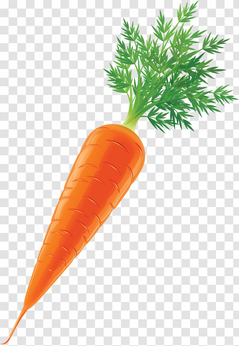 Carrot Vegetable Stock Clip Art - Food Transparent PNG