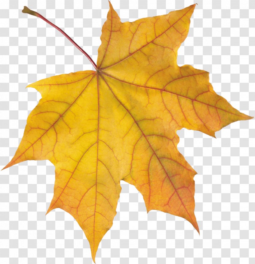 Autumn Leaf Color - Green Transparent PNG