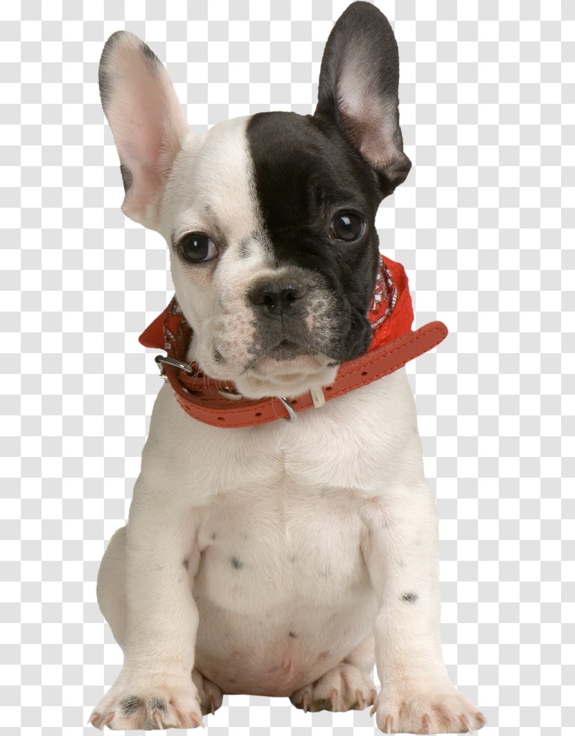 French Bulldog Puppy Pet Clothing - Breed - Clipart Transparent PNG