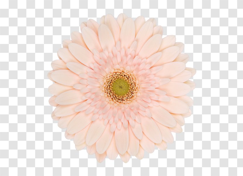 Transvaal Daisy Chrysanthemum Cut Flowers Petal - Family - Touch Typing Transparent PNG