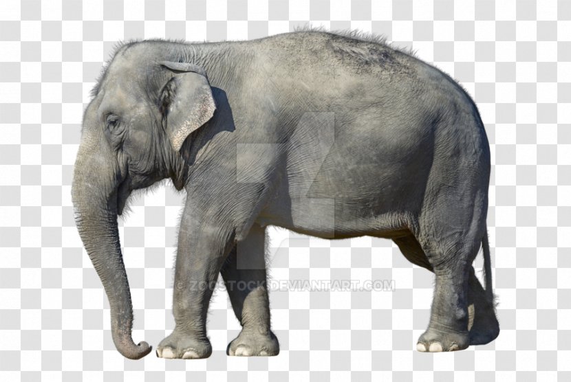 African Bush Elephant Elephantidae Desktop Wallpaper Forest White - Indian Transparent PNG
