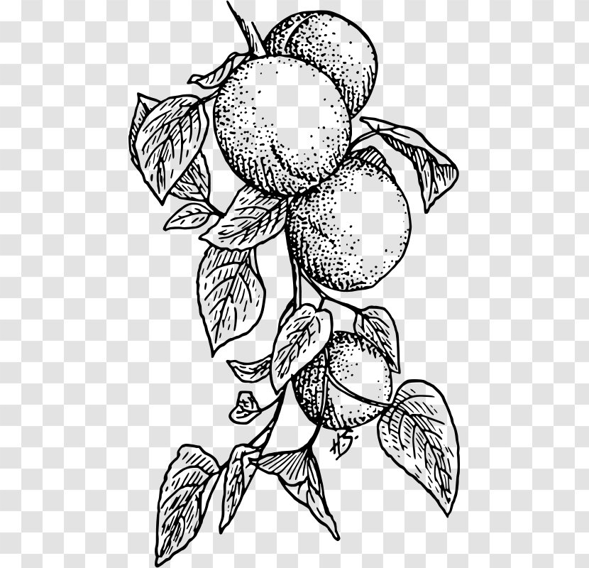 Apricot Fruit Clip Art - Flowering Plant - Leaf Transparent PNG