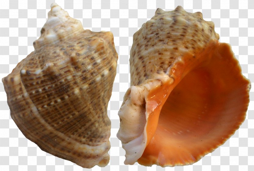 Seashell Clip Art - Molluscs - Rapana Shell Transparent PNG