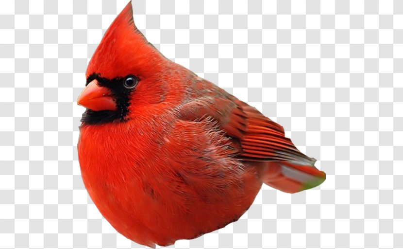 Hummingbird Beak - Cardinal - Bird Transparent PNG