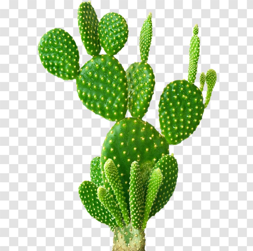 Barbary Fig Opuntia Microdasys Robusta Cactaceae Succulent Plant - Cactus Transparent PNG