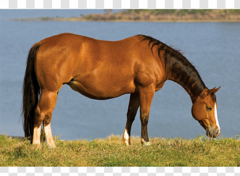 Mare Mustang Stallion Halter Pasture - Mane Transparent PNG