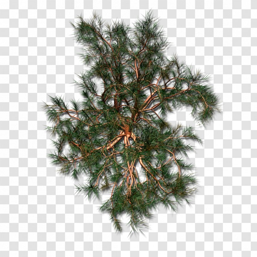 Spruce Christmas Ornament Tree Fir Day - Hackmatack Transparent PNG
