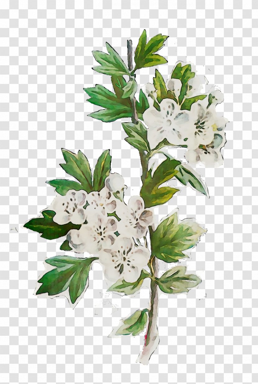 Twig Cut Flowers Floral Design Plant Stem - Mock Orange - Jasmine Transparent PNG