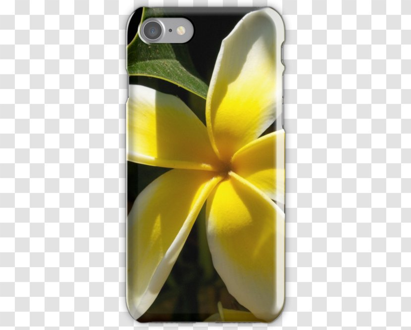 Flower Frangipani Photography Nature - Yellow - Plumeria Transparent PNG