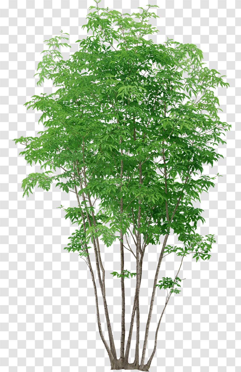 Populus Nigra Tree Plant - Cottonwood - Watercolor Transparent PNG
